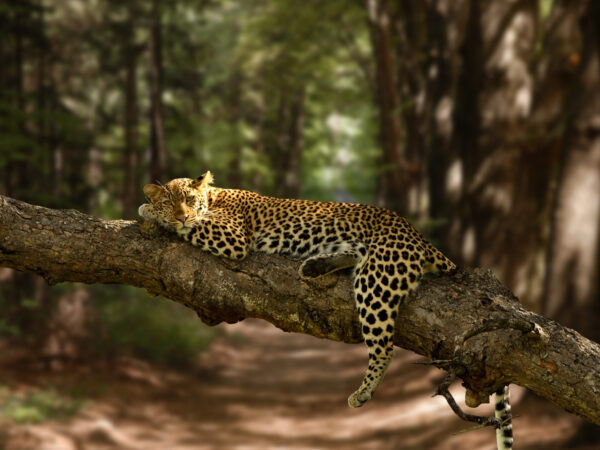 12 Days Sri Lanka Tour Package